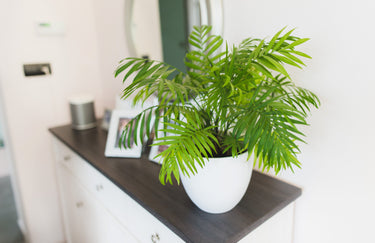 15 PARLOR PALM Neanthe Bella Palm Chamaedorea Elegans Tree Houseplant Seeds